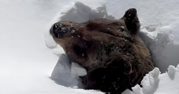 Increíble video: Boo, el oso que lucha por salir de la nieve después de meses de letargo