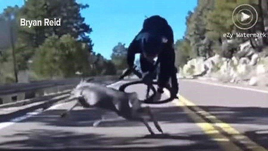 Impactante vídeo de un choque entre un ciclista en pleno descenso y un ciervo