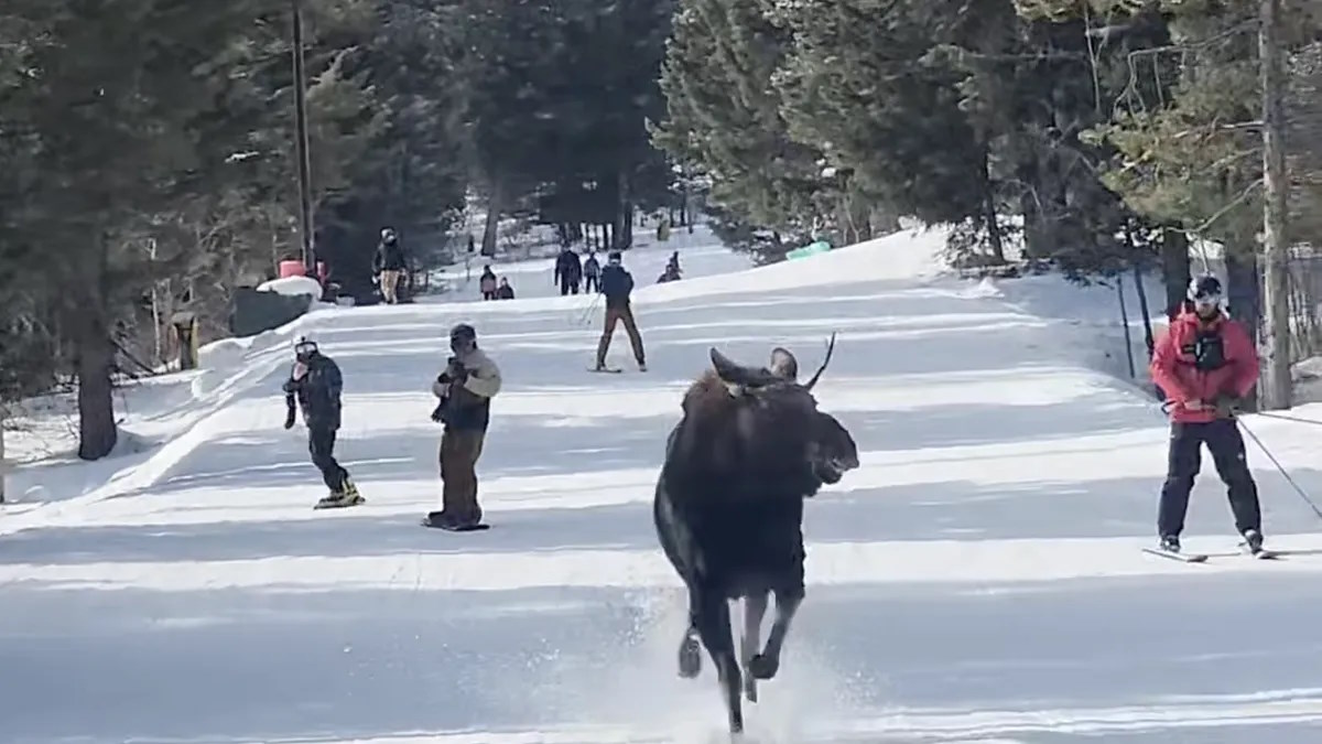 Increíble vídeo de un esquiador perseguido por un alce en una pista de Jackson Hole