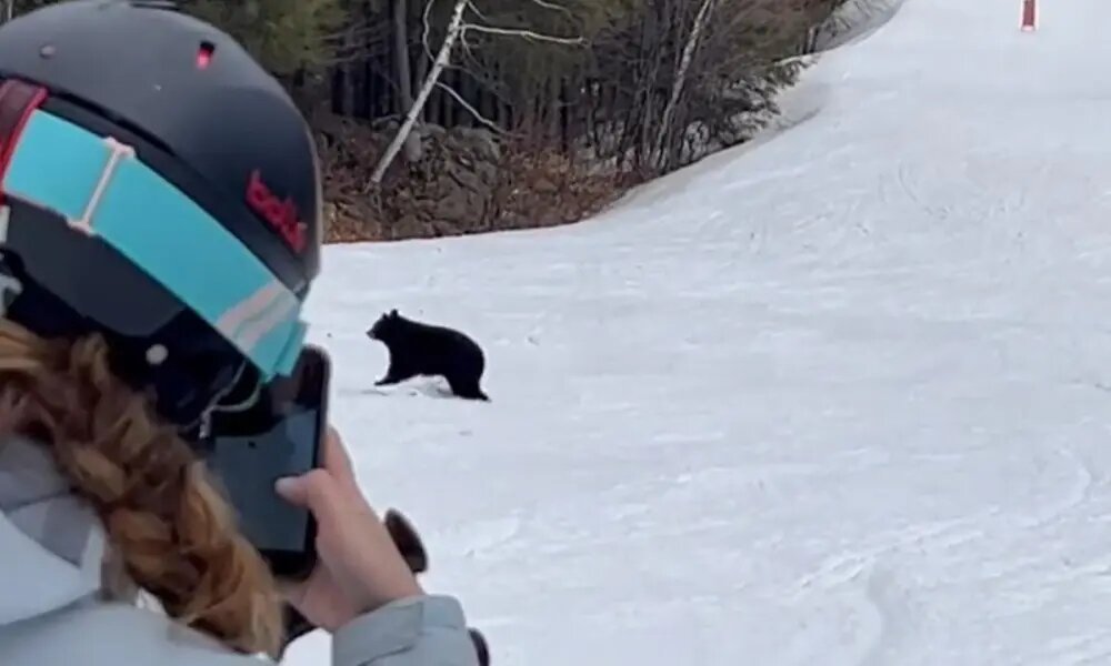 Los osos salen de su hibernación y se pasean por las pistas aún abiertas y con esquiadores