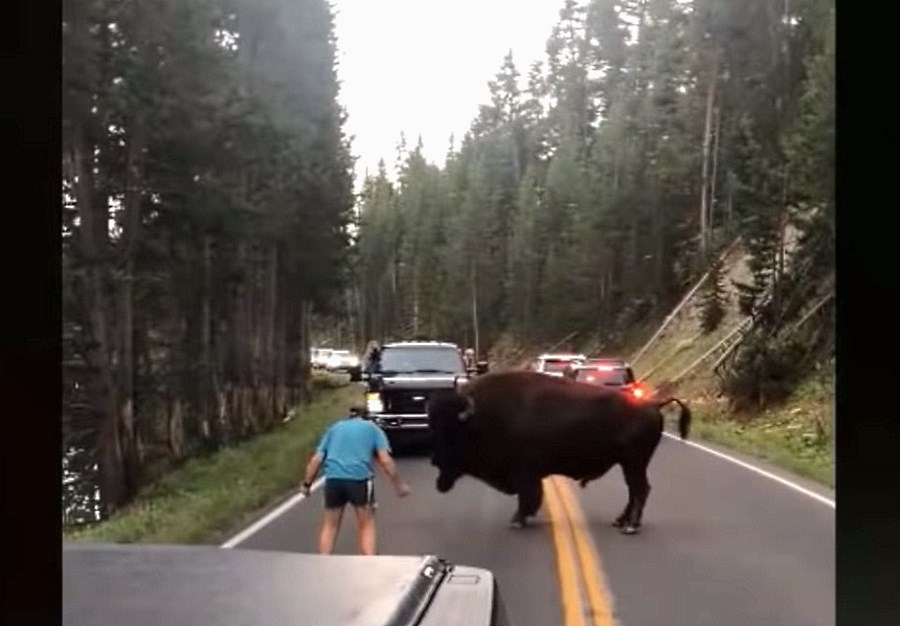 Un sujeto quiere "torear" a un enorme bisonte en Yellowstone y acaba arrestado