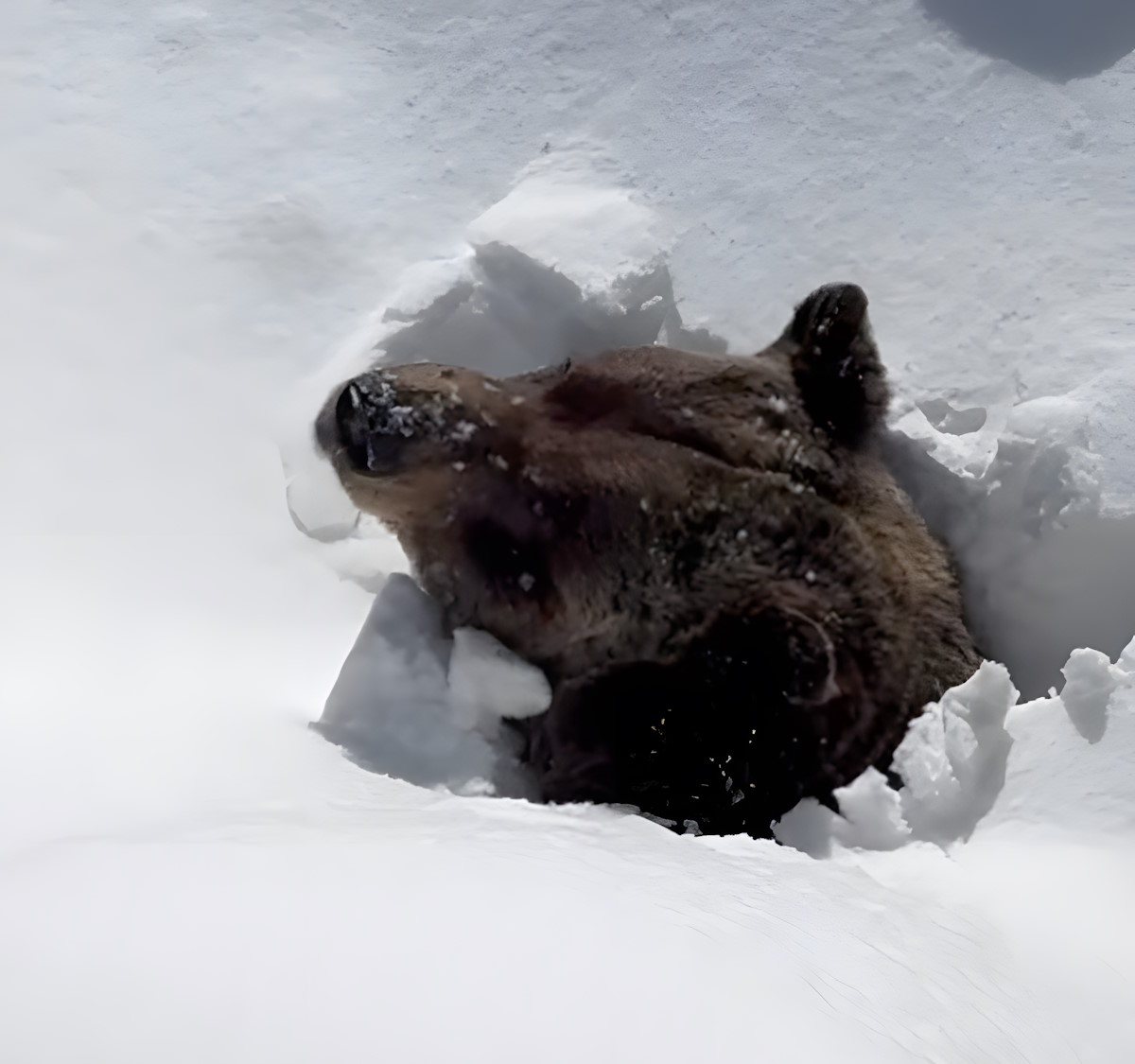 Increíble video: Boo, el oso que lucha por salir de la nieve después de meses de letargo