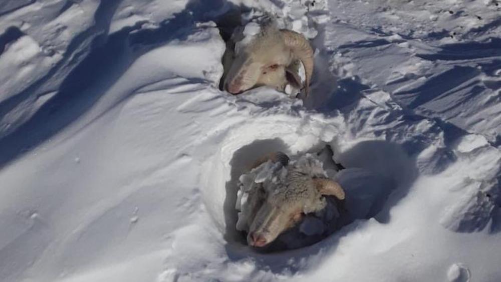 Miles de animales sepultados por las nevadas y la ola de frío en la Patagonia