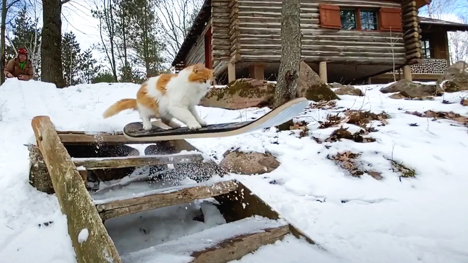 Vídeo: Taddy el gato con flow que alucina en las redes sociales