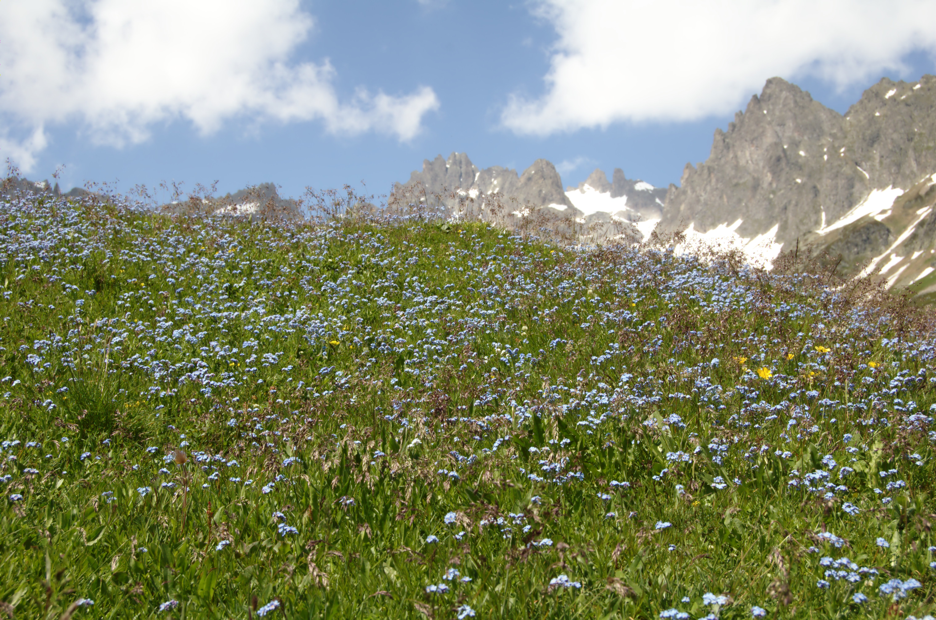 flores alpinas