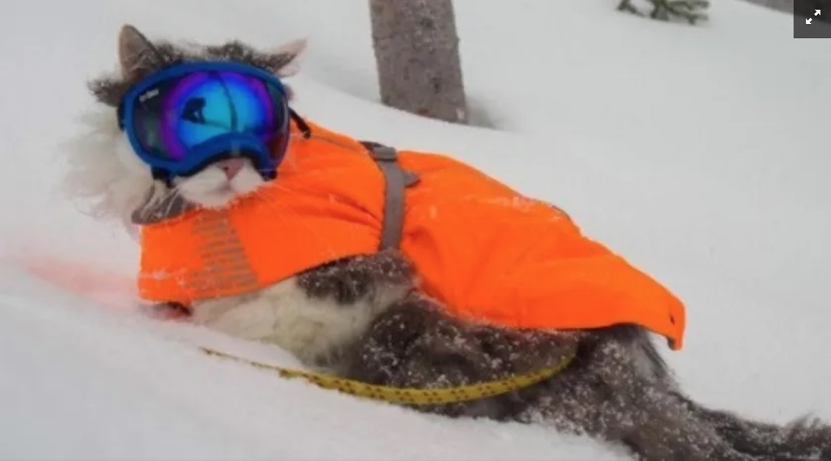 Gary, el gato esquiador que triunfa en Instagram