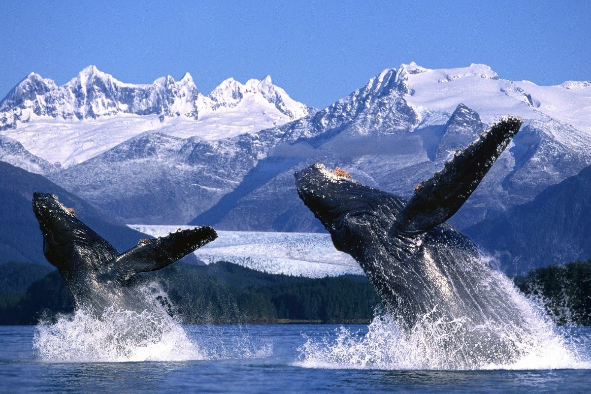 Descubre la Alaska salvaje: paisajes impresionantes entre orcas y grizzlies