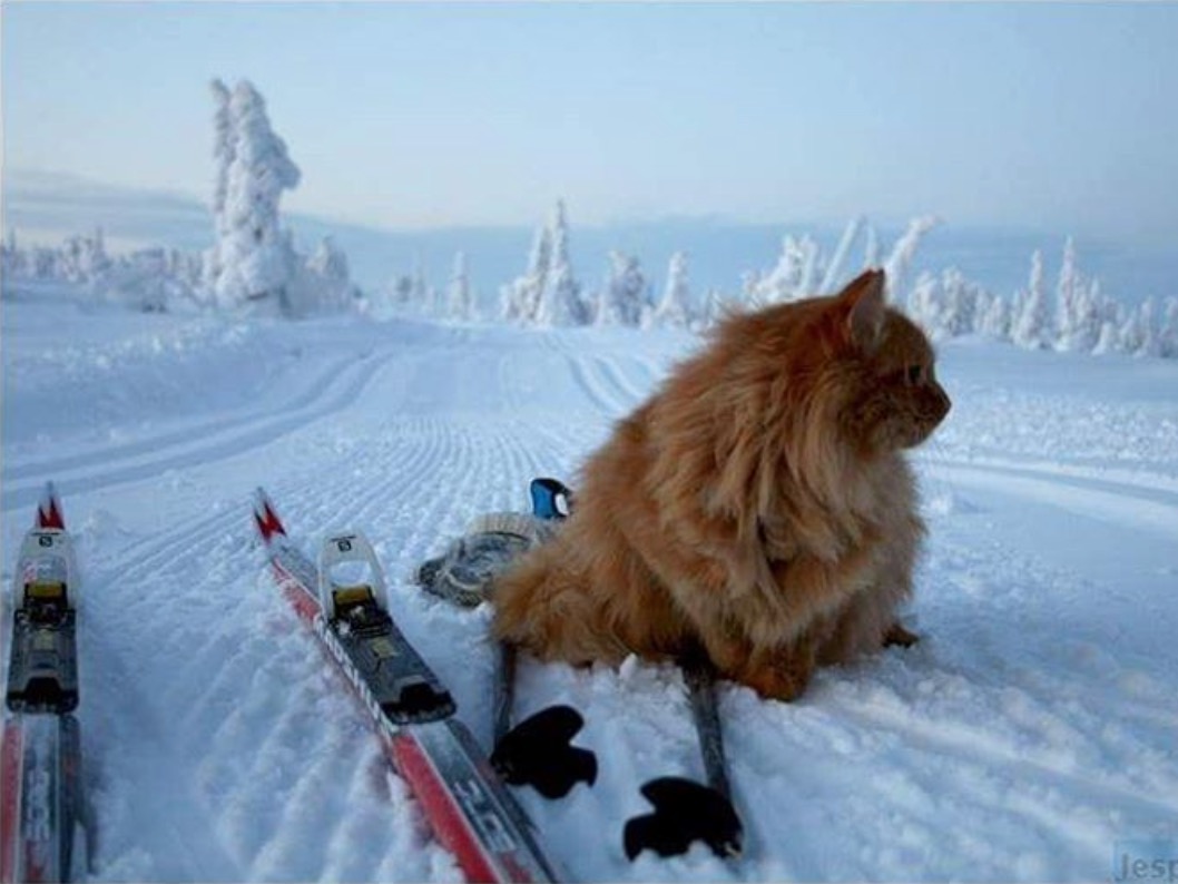 Jesperpus, el gato esquiador que colecciona seguidores de facebook e instagram 