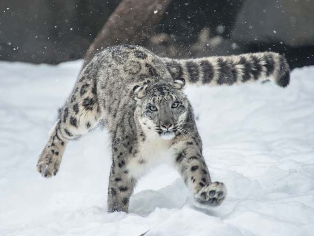 Un leopardo de las nieves "caza" esquiadores en Gulmarg (India)