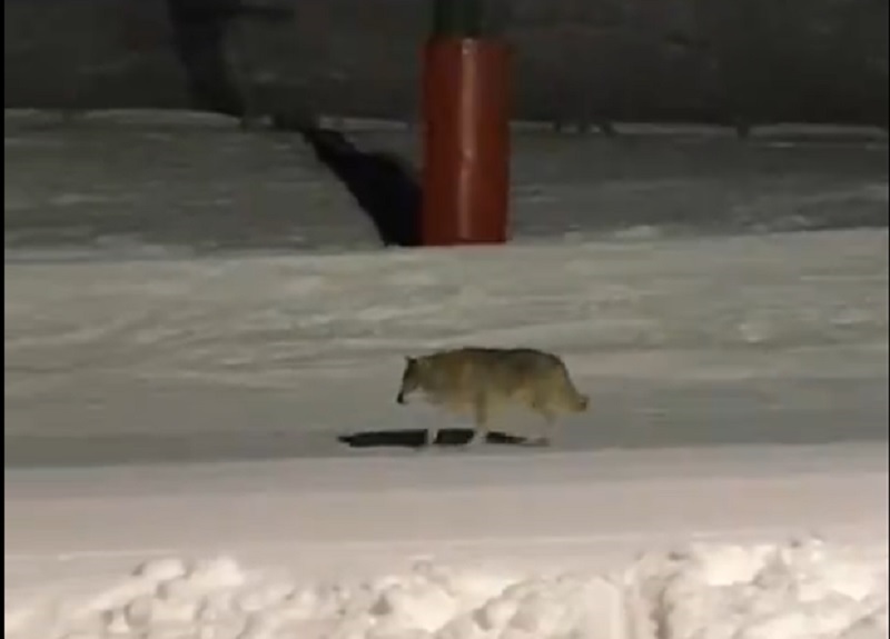 El lobo vuelve a la Vall de Núria