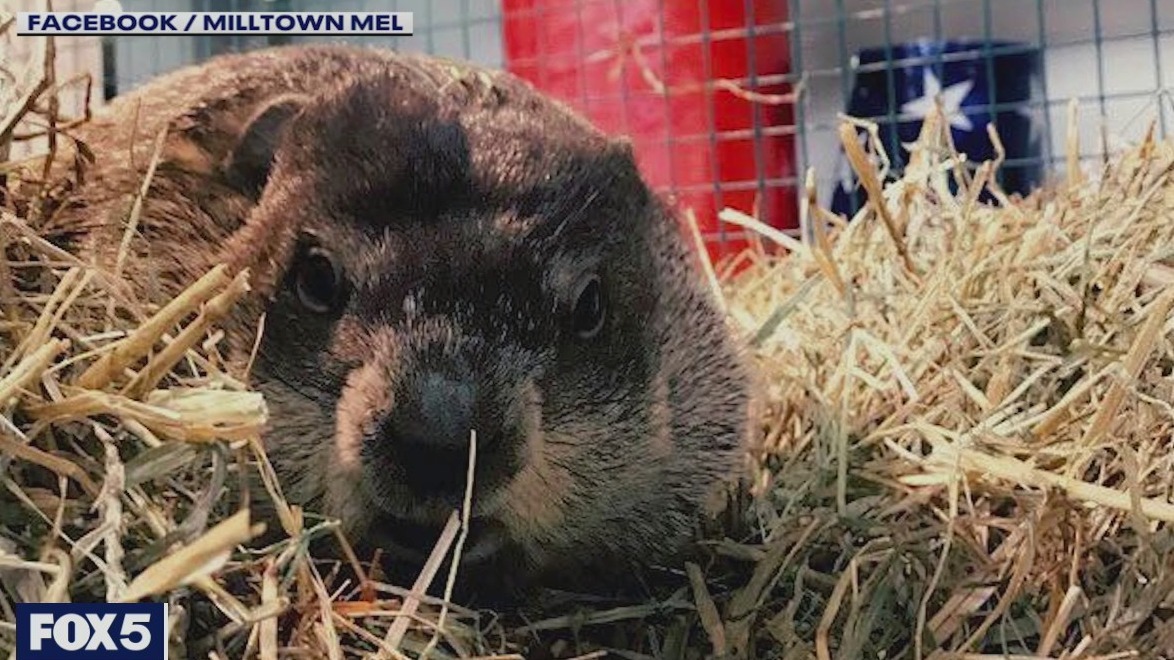 Muere la marmota que predice el fin del invierno justo antes del Día de la Marmota