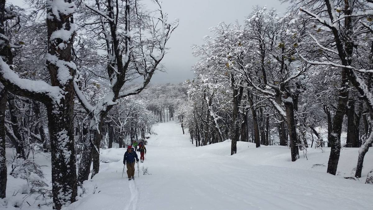 Talan 1.200 árboles protegidos para ampliar una pista de esquí de una estación privada del Chubut