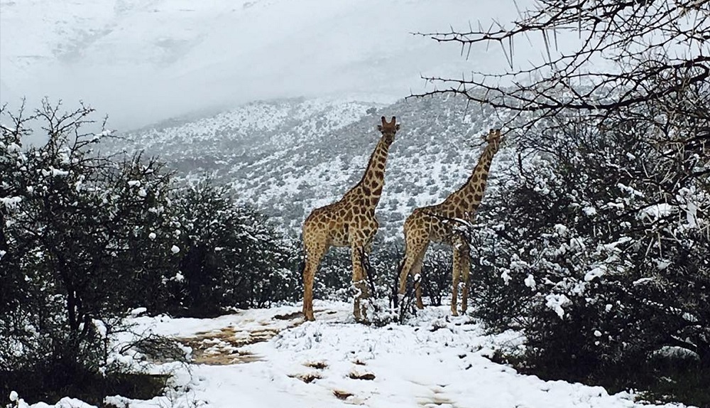 Una fuerte nevada “sorprende” a los animales de la sabana africana