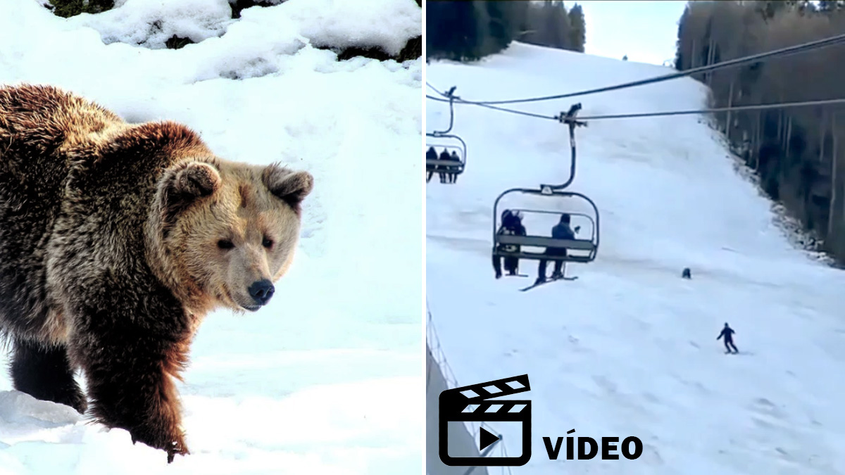 Vídeo: Un esquiador es perseguido por un oso mientras baja una pista en Rumania