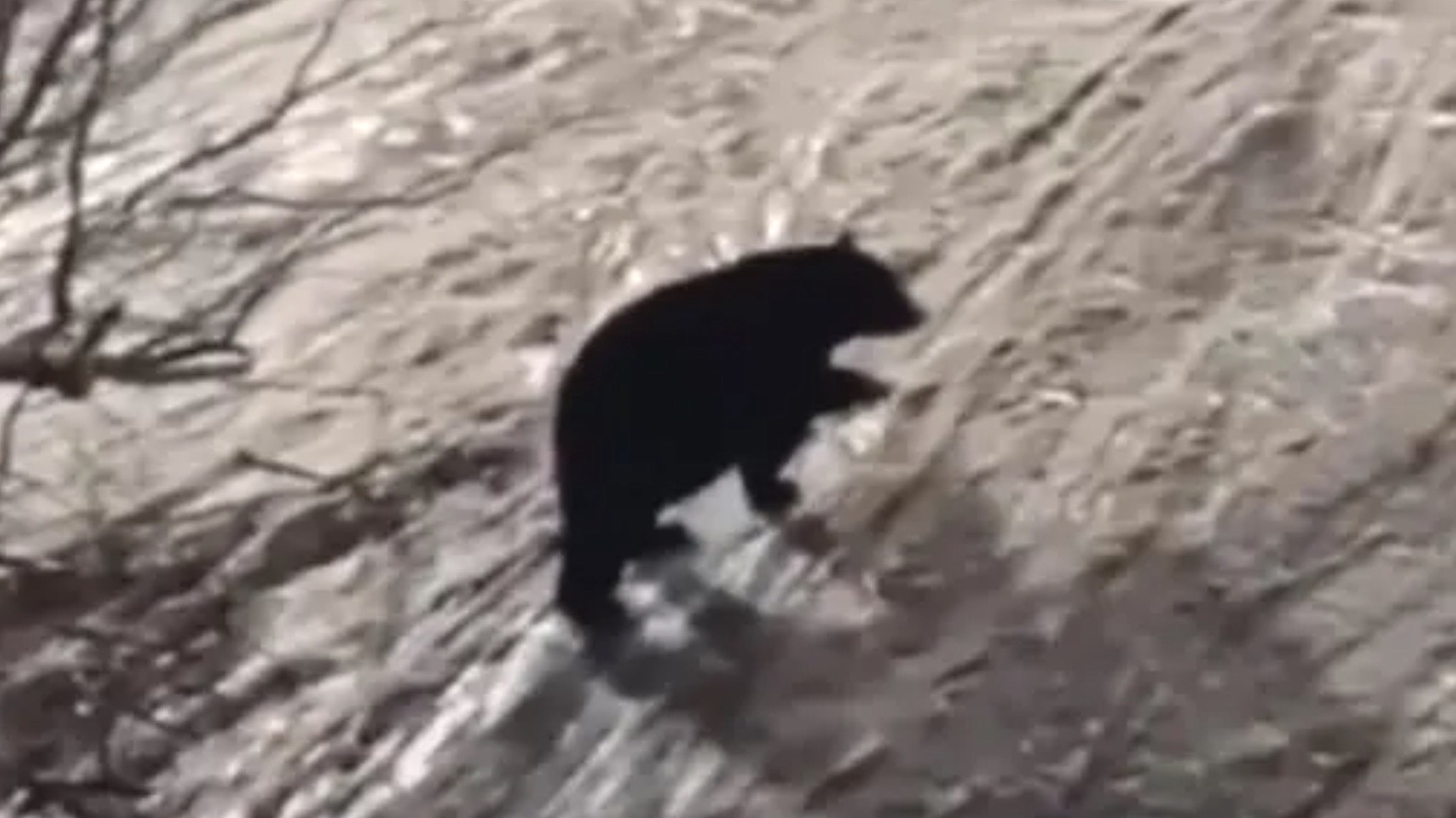 El vídeo de un oso que se pasea por una pista al lado de los esquiadores en Beech Mountain