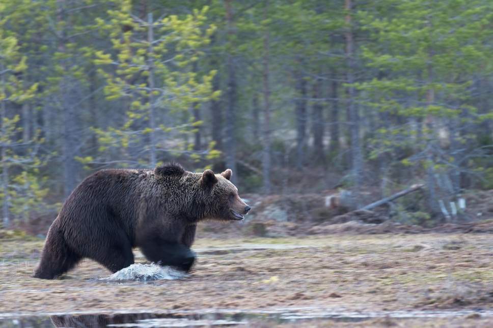 Un niño de 3 años sobrevive 2 días perdido en el bosque con la ayuda de un oso “amistoso”
