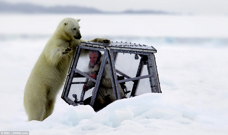 Asombroso vídeo de un oso polar que intenta entrar en la jaula de un cámara