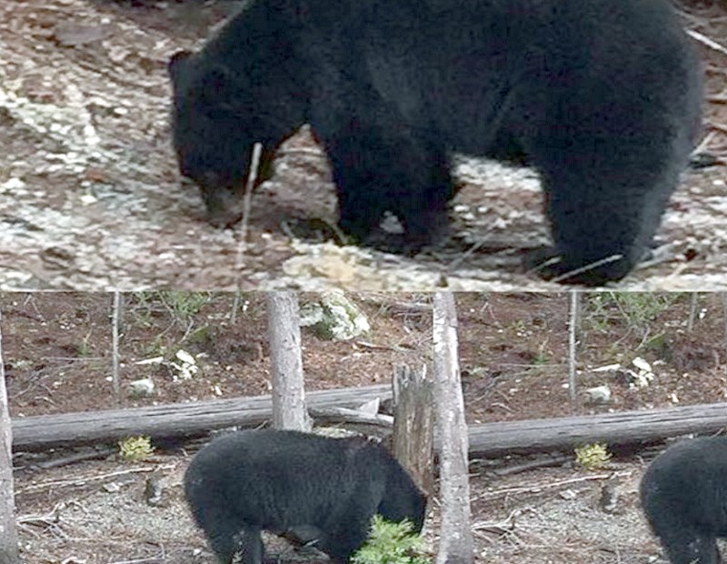Un oso le da un buen susto a Ander Mirambell mientras entrenaba en el circuito de Whistler