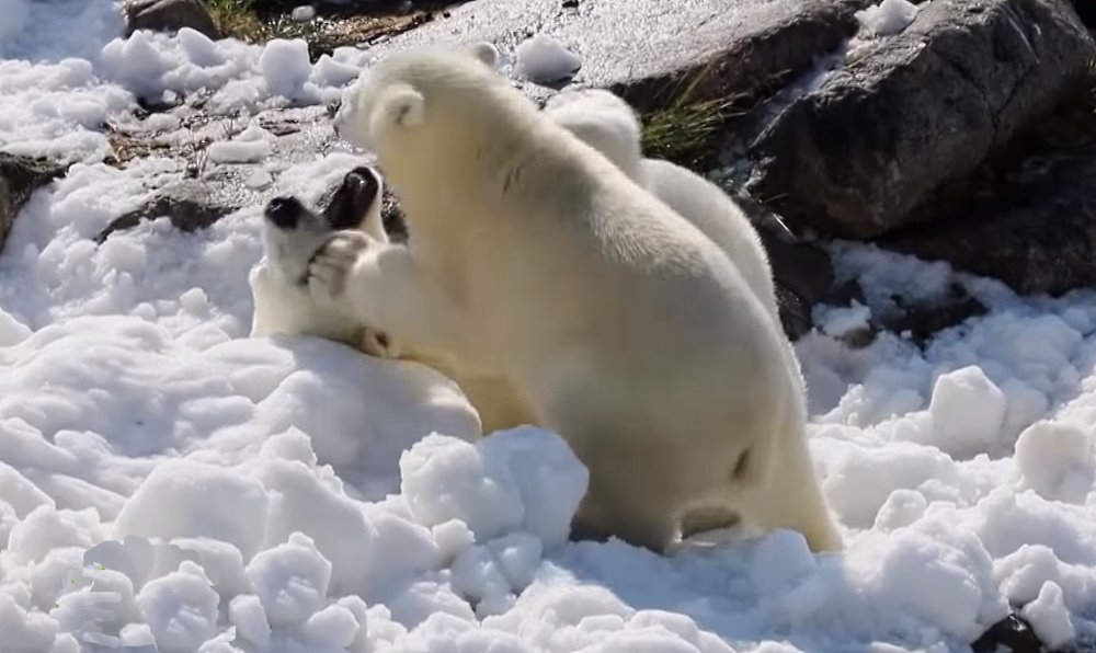 Osos polares de un zoo de Finlandia reciben nieve para mitigar las altas temperaturas