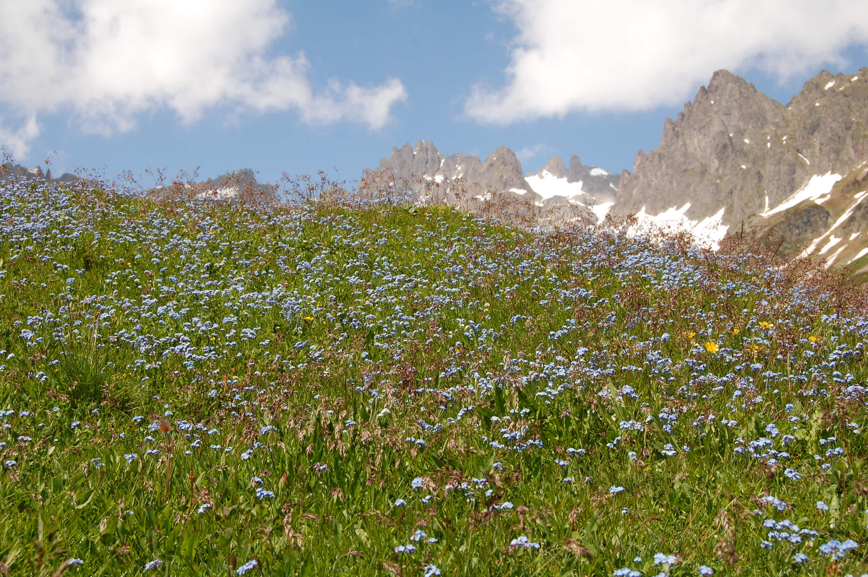 Flores en las laderas alpinas