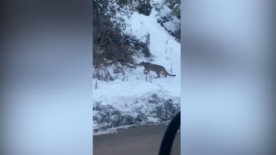 Sube a esquiar a Cerro Bayo... Y se encuentra con un puma