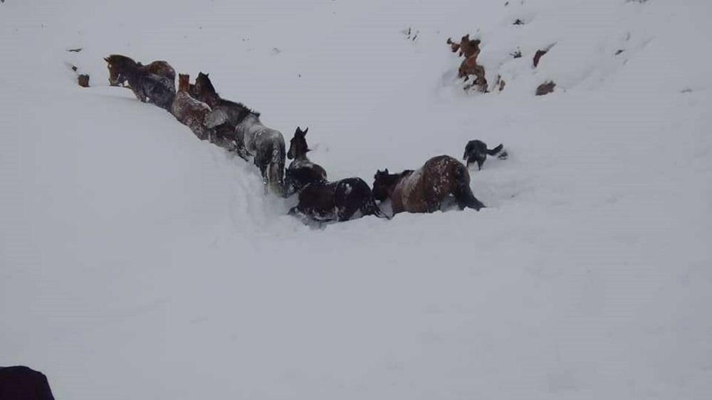 El vídeo del rescate de un grupo de caballos en la tormenta de nieve del Neuquén argentino