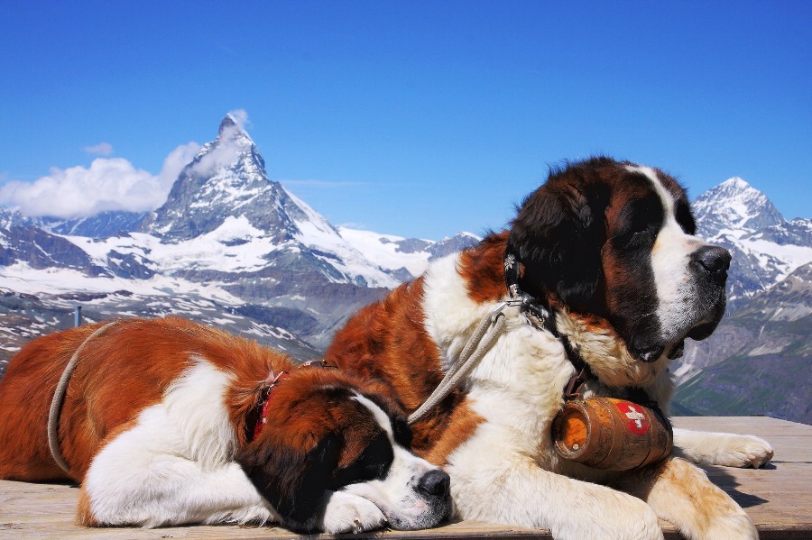 Zermatt prohibe los perros San Bernardo