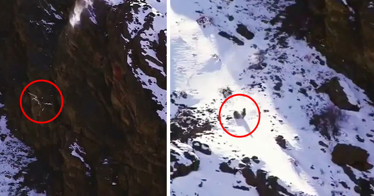 Un leopardo de las nieves sobrevive a una caída de 120 metros cuando estaba cazando
