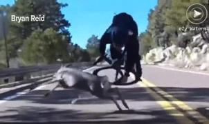 Impactante vídeo de un choque entre un ciclista en pleno descenso y un ciervo