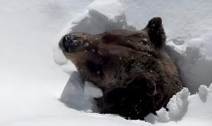 Increíble video: Boo, el oso que lucha por salir de la nieve después de meses de letargo