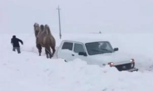 ¿Atrapado en la nieve con el coche y que te saque un camello? ¡Venga ya!