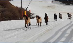 Espectacular vídeo de unos caballos trotando por la pista de El Río de Sierra Nevada