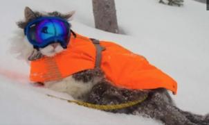 Gary, el gato esquiador que triunfa en Instagram