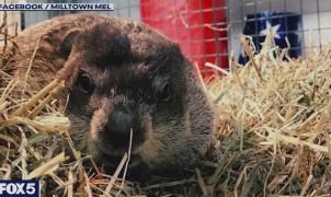 Muere la marmota que predice el fin del invierno justo antes del Día de la Marmota