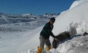 Las grandes nevadas en Chubut (Argentina) "entierran" bajo la nieve a decenas de animales