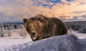 Vídeo: El año de los osos pardos que persiguen esquiadores...