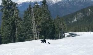 Un esquiador se encuentra a una mamá oso y a dos cachorros por las pistas de Whistler Blackcomb