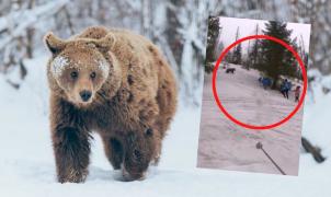 Dan comida a un oso pardo para hacerse una selfie y el animal los ataca