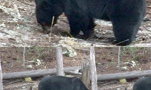 Un oso le da un buen susto a Ander Mirambell mientras entrenaba en el circuito de Whistler