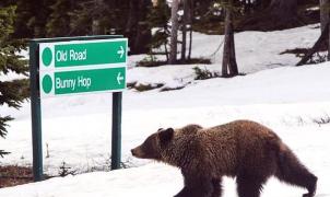 3 osos se van a esquiar a Lake Louise y los esquiadores salen corriendo