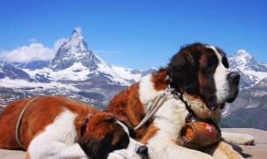 Zermatt prohibe los perros San Bernardo