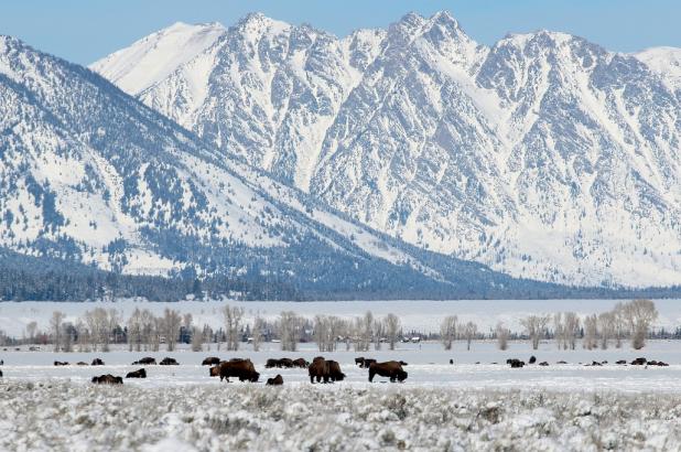Búfalos en Jackson Hole, estación de esquí de Wyoming