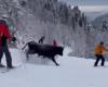 ¿Qué hace un toro bajando por una pista de esquí?
