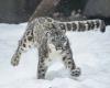 Un leopardo de las nieves "caza" esquiadores en Gulmarg (India)