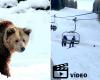 Vídeo: Un esquiador es perseguido por un oso mientras baja una pista en Rumania