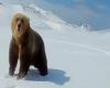 ¡Si persigues a un oso pardo en moto de nieve puede ser que acabe por atacarte!