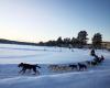 Mientras los trineos con perros se quedan sin clientes, aumenta el esquí en las estaciones de Finlandia