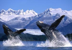 Descubre la Alaska salvaje: paisajes impresionantes entre orcas y grizzlies