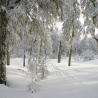 Bosque de Lengas en Chapelco Ski 