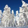 Bosques nevados en Levi Laponia.